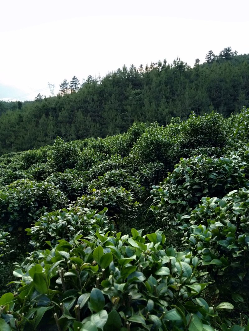 整片基地出售，家里有事要用钱，就是八月桂，和茶花，