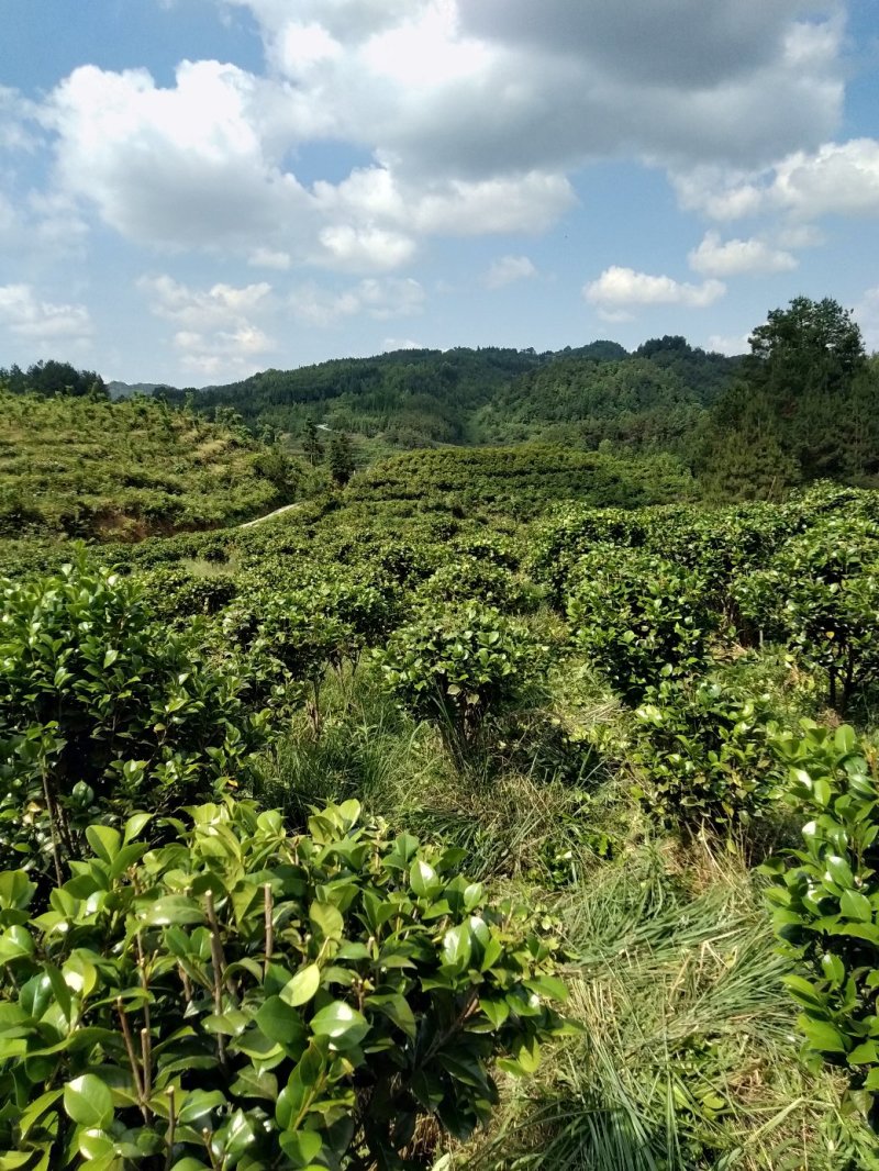 整片基地出售，家里有事要用钱，就是八月桂，和茶花，