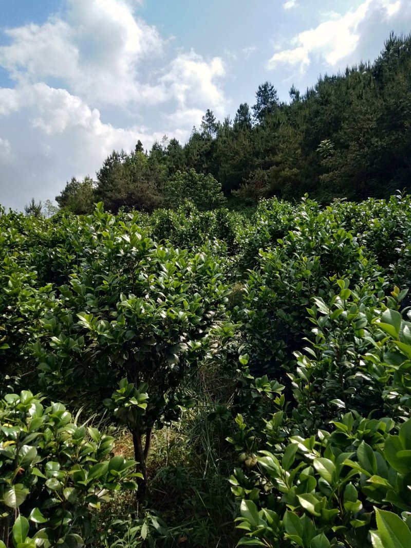 整片基地出售，家里有事要用钱，就是八月桂，和茶花，