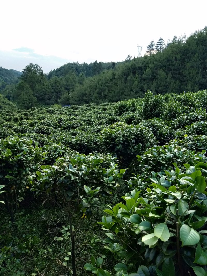 整片基地出售，家里有事要用钱，就是八月桂，和茶花，