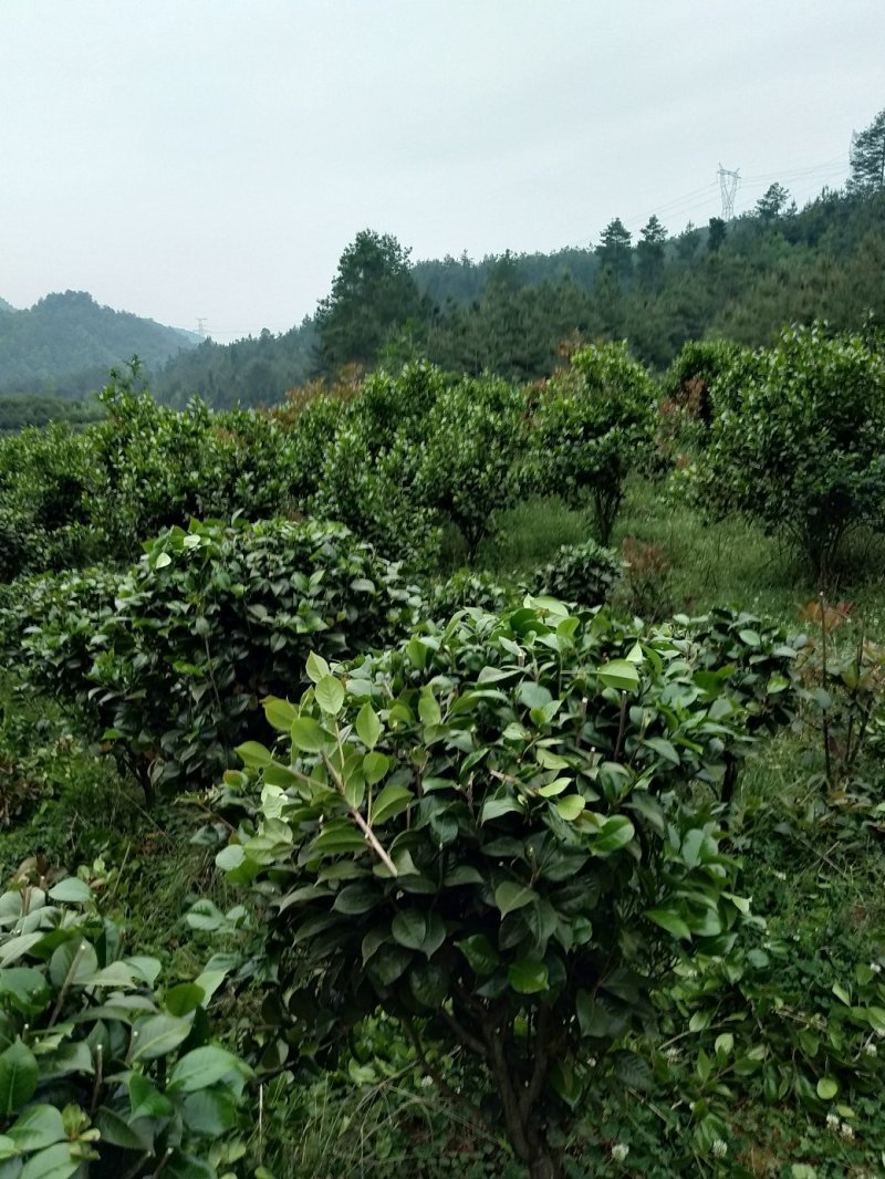 整片基地出售，家里有事要用钱，就是八月桂，和茶花，