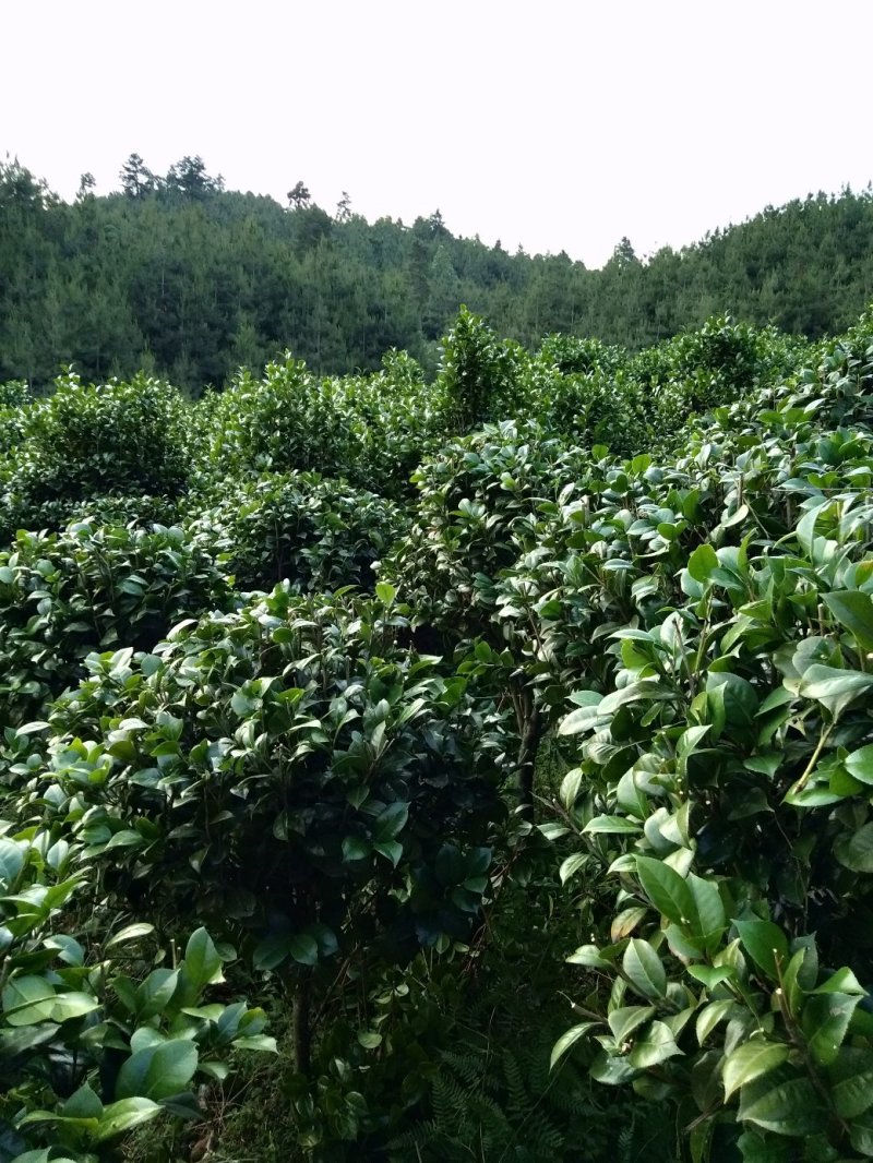 整片基地出售，家里有事要用钱，就是八月桂，和茶花，