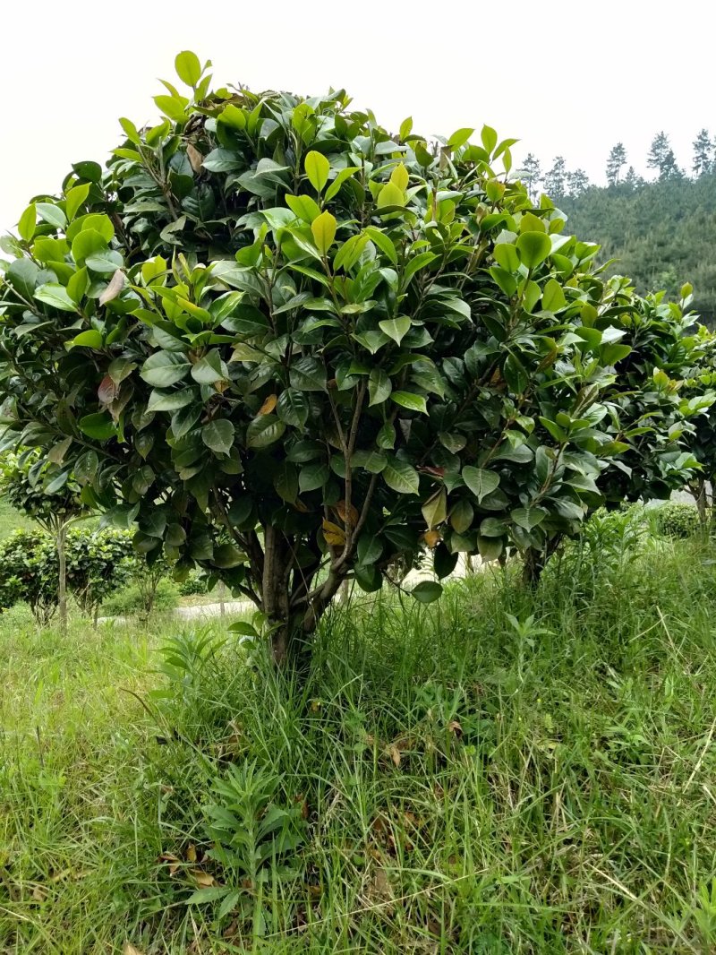 整片基地出售，家里有事要用钱，就是八月桂，和茶花，