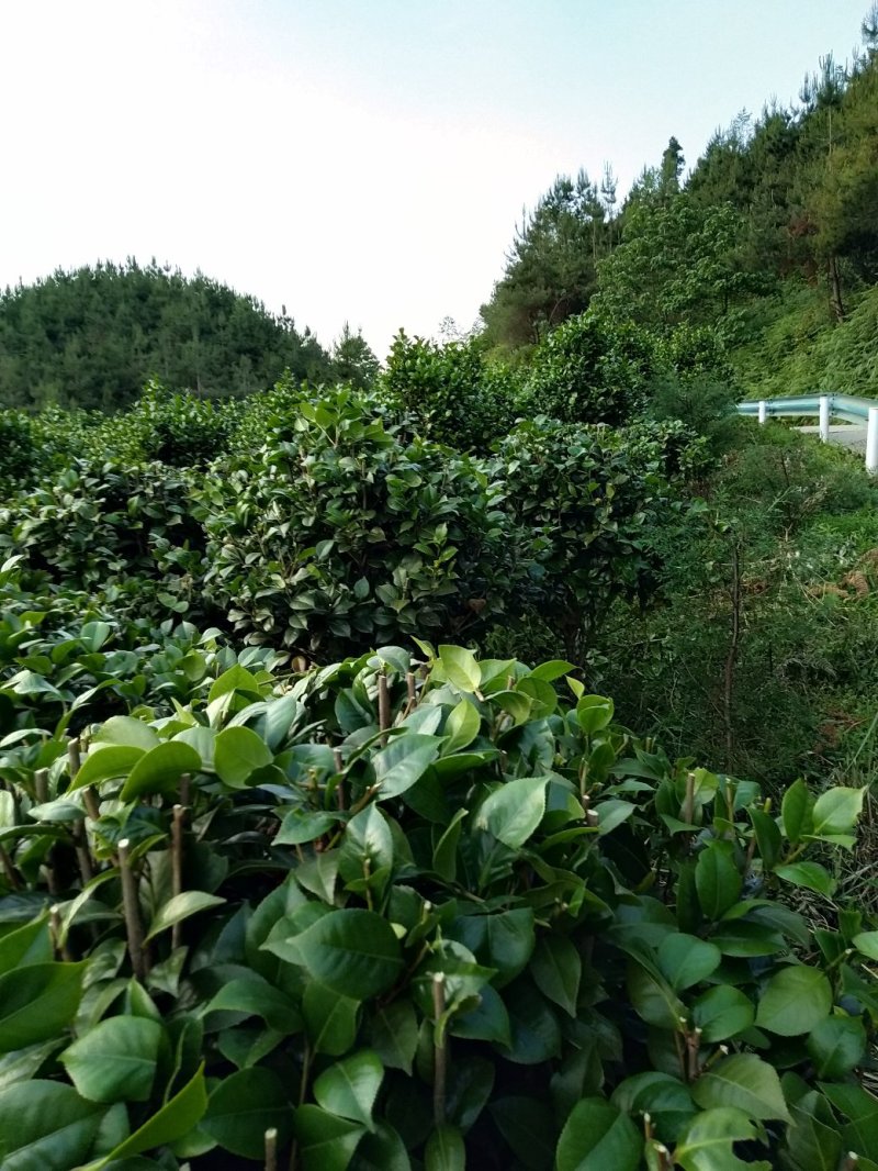 整片基地出售，家里有事要用钱，就是八月桂，和茶花，