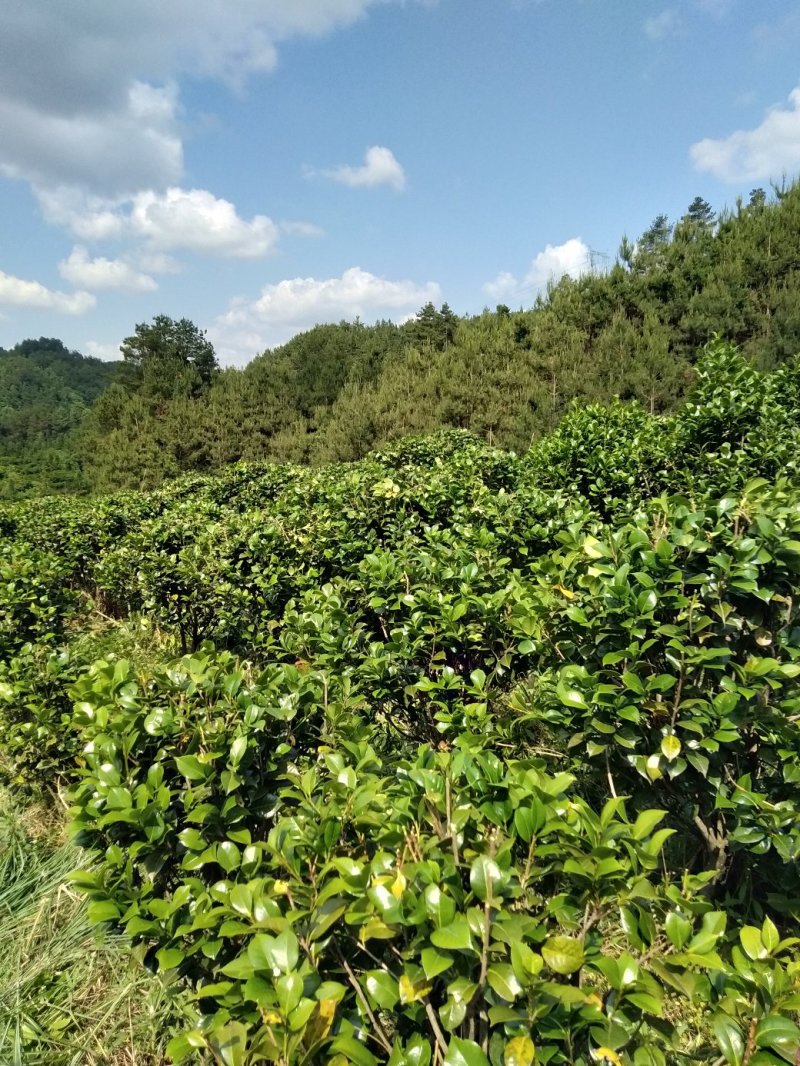 整片基地出售，家里有事要用钱，就是八月桂，和茶花，