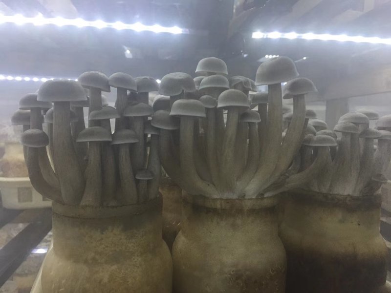鹿茸菇干品（厂家供货）专业规模化食用菌种植企业品质优良