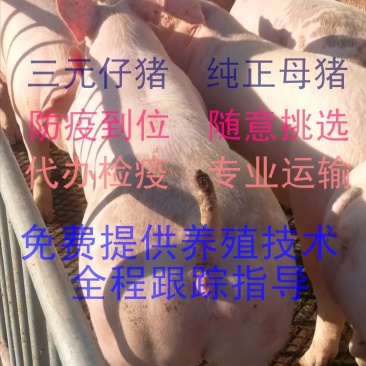 山东潍坊【优质】外三元仔猪，精品小猪猪苗代办检疫，防