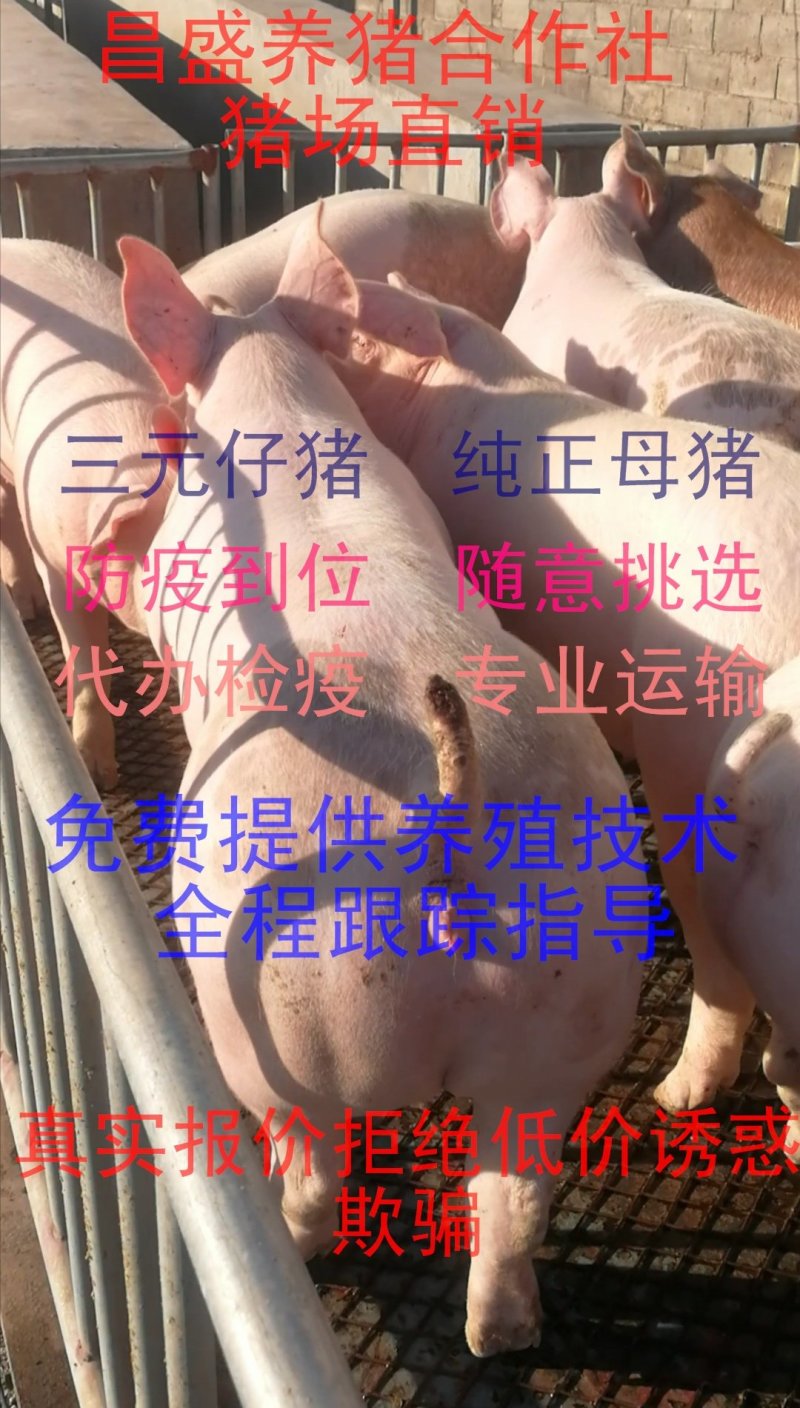 山东潍坊【优质】外三元仔猪，精品小猪猪苗代办检疫，防