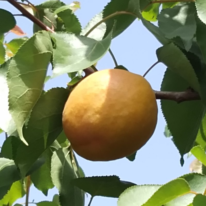 优质大黄杏