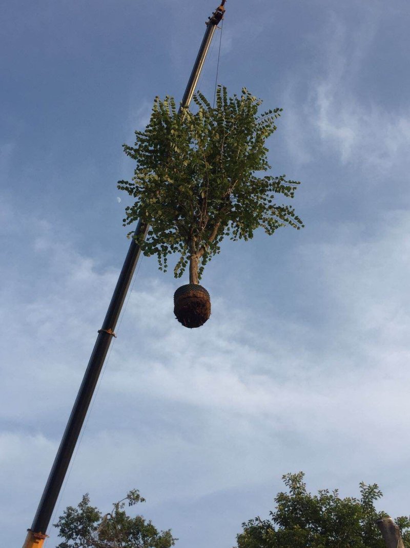 宫粉紫荆各规格大量现货