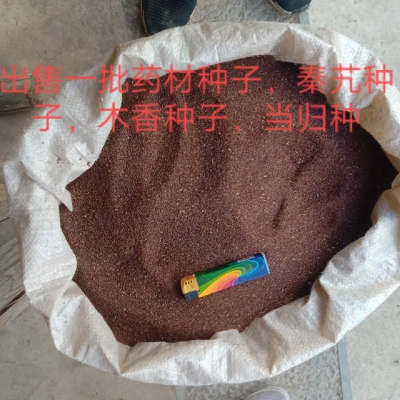 秦艽种子，纯新种，保满，出苗%95