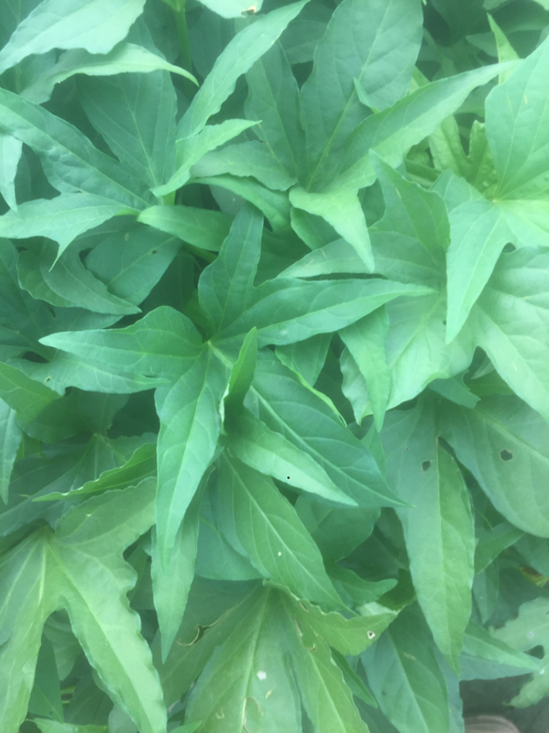 广西尖叶食叶薯苗星形吃叶地瓜苗蕃薯叶疏菜