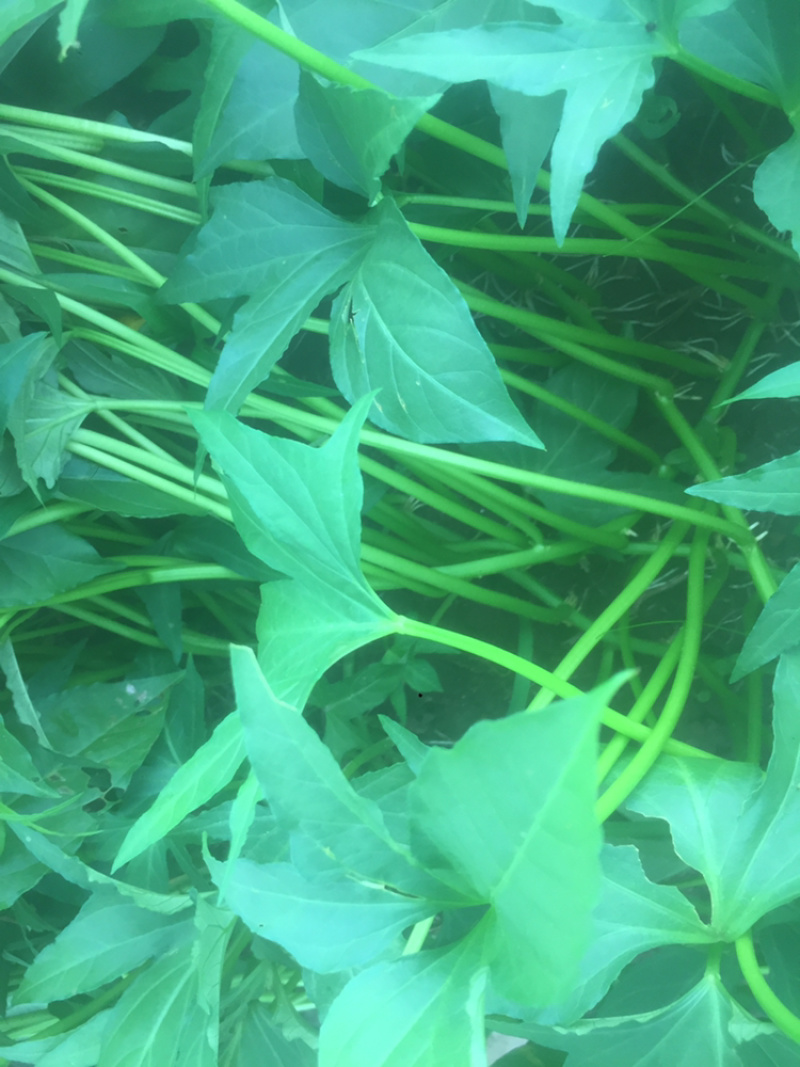 广西尖叶食叶薯苗星形吃叶地瓜苗蕃薯叶疏菜