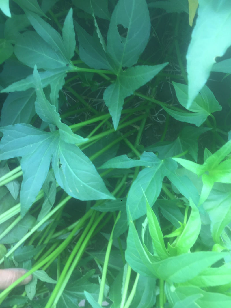 广西尖叶食叶薯苗星形吃叶地瓜苗蕃薯叶疏菜