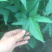 广西尖叶食叶薯苗星形吃叶地瓜苗蕃薯叶疏菜