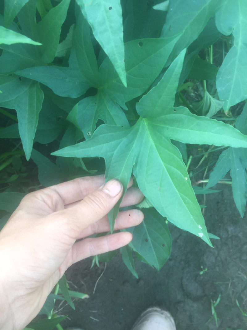 广西尖叶食叶薯苗星形吃叶地瓜苗蕃薯叶疏菜