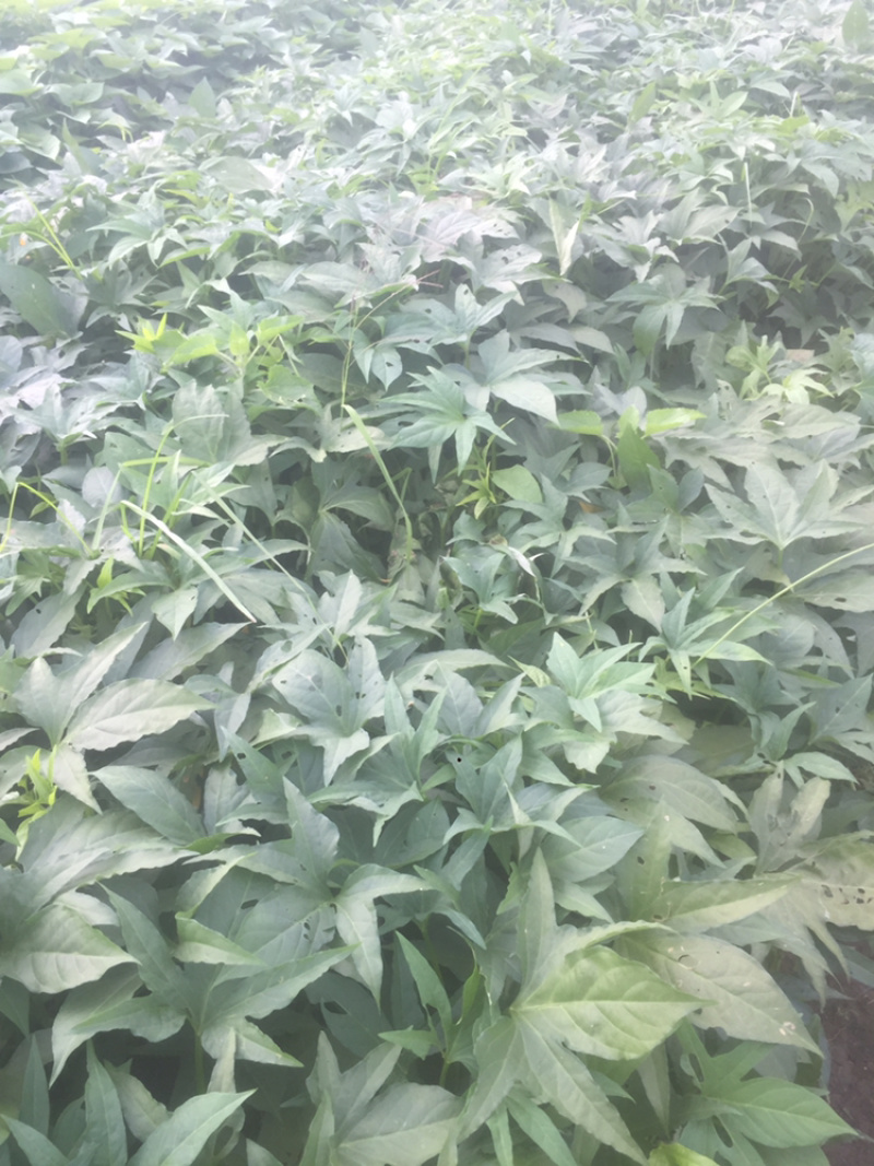 广西尖叶食叶薯苗星形吃叶地瓜苗蕃薯叶疏菜