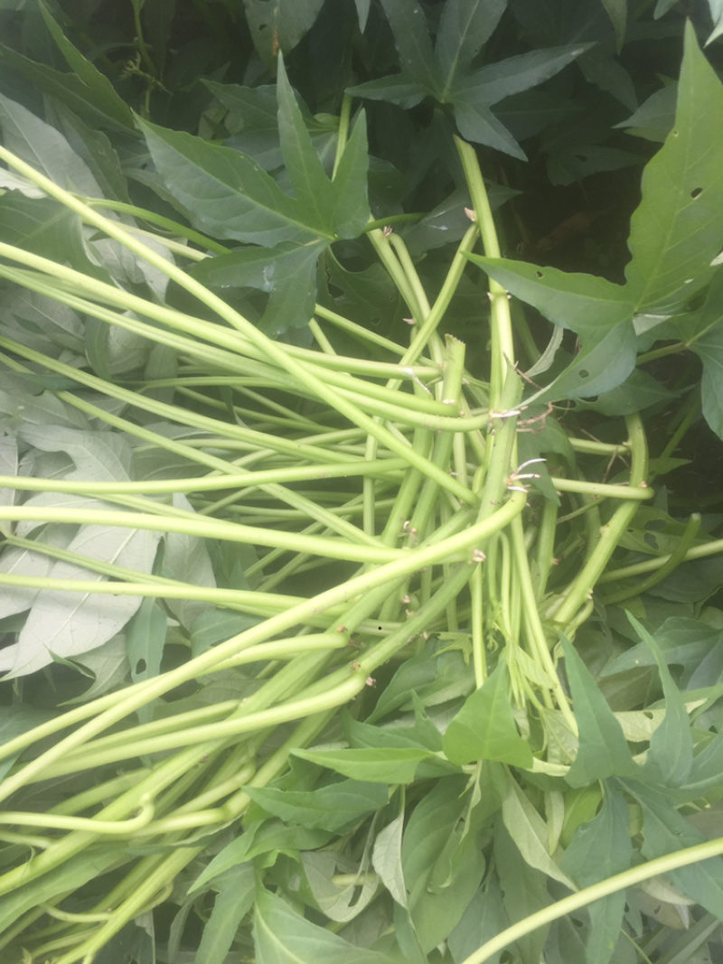 广西尖叶食叶薯苗星形吃叶地瓜苗蕃薯叶疏菜