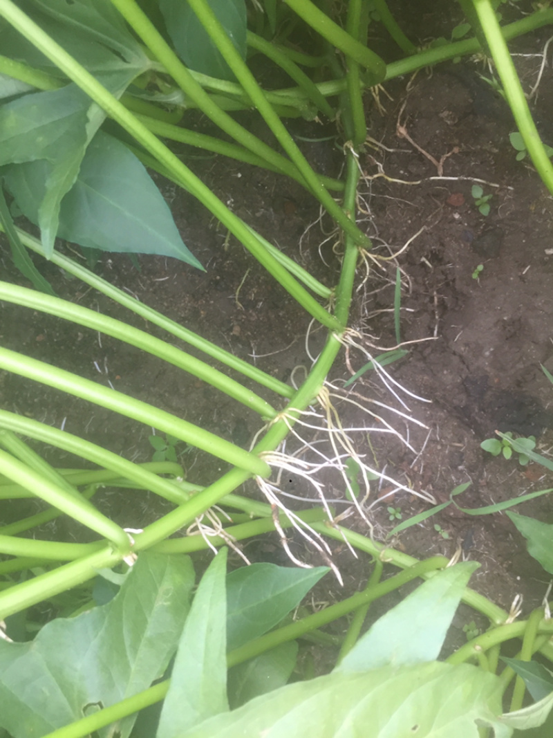 广西尖叶食叶薯苗星形吃叶地瓜苗蕃薯叶疏菜