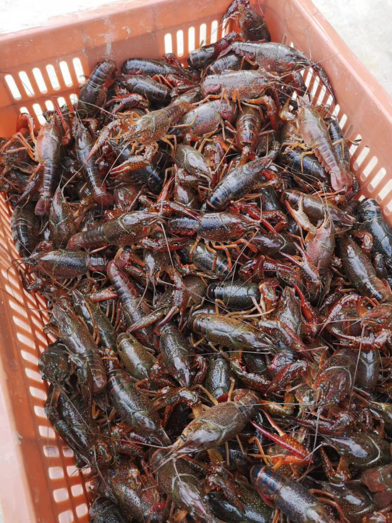 石臼湖清水小龙虾，肉质细嫩饱满，品相以青红为主