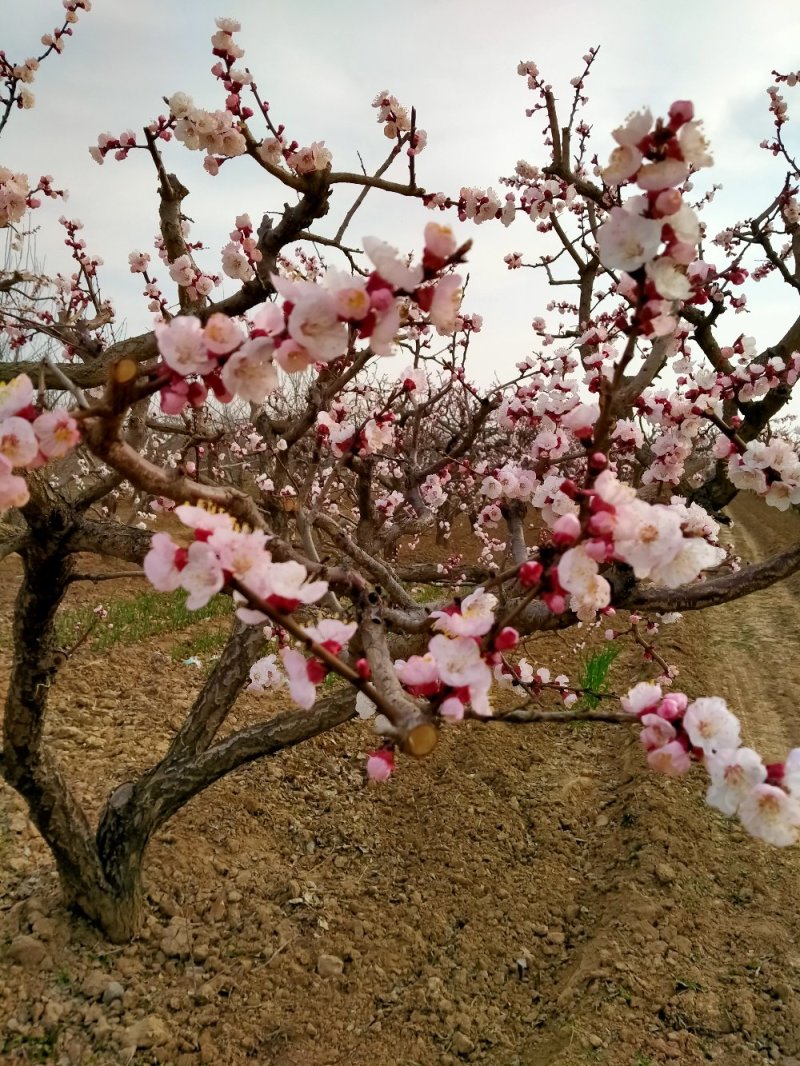 秦杏