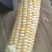 10斤装新鲜水果玉米