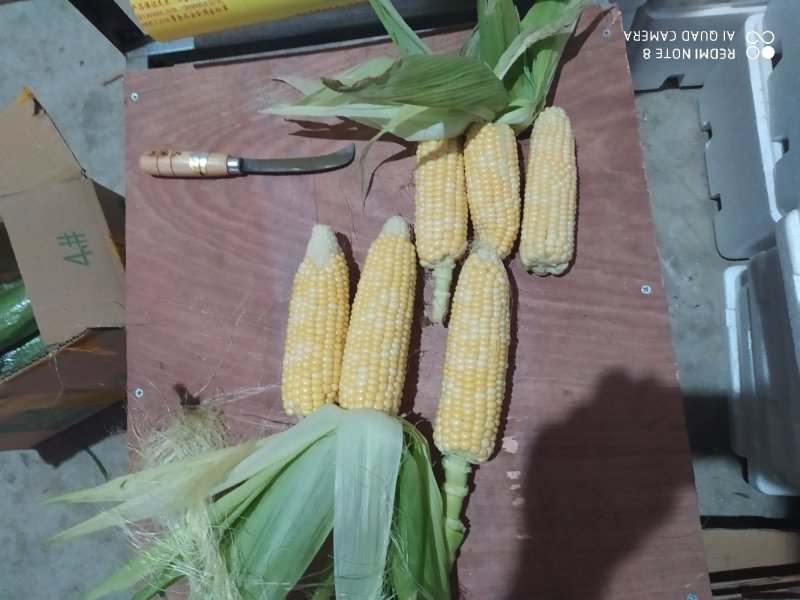 10斤装新鲜水果玉米