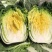 【平台力推】产地直发【诚实守信】颗颗饱满【量大从优】白菜