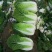 【平台力推】产地直发【诚实守信】颗颗饱满【量大从优】白菜