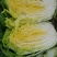 【平台力推】产地直发【诚实守信】颗颗饱满【量大从优】白菜