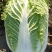 【平台力推】产地直发【诚实守信】颗颗饱满【量大从优】白菜