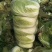 【平台力推】产地直发【诚实守信】颗颗饱满【量大从优】白菜