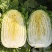 【平台力推】产地直发【诚实守信】颗颗饱满【量大从优】白菜