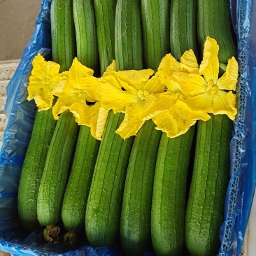 鲜花丝瓜