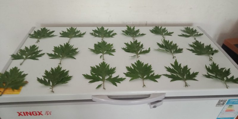 [蕲春艾草]蕲北艾农直销，告别中间商差价。