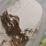 【西洋参丁】长白山西洋参丁产地发货纯干足量包邮