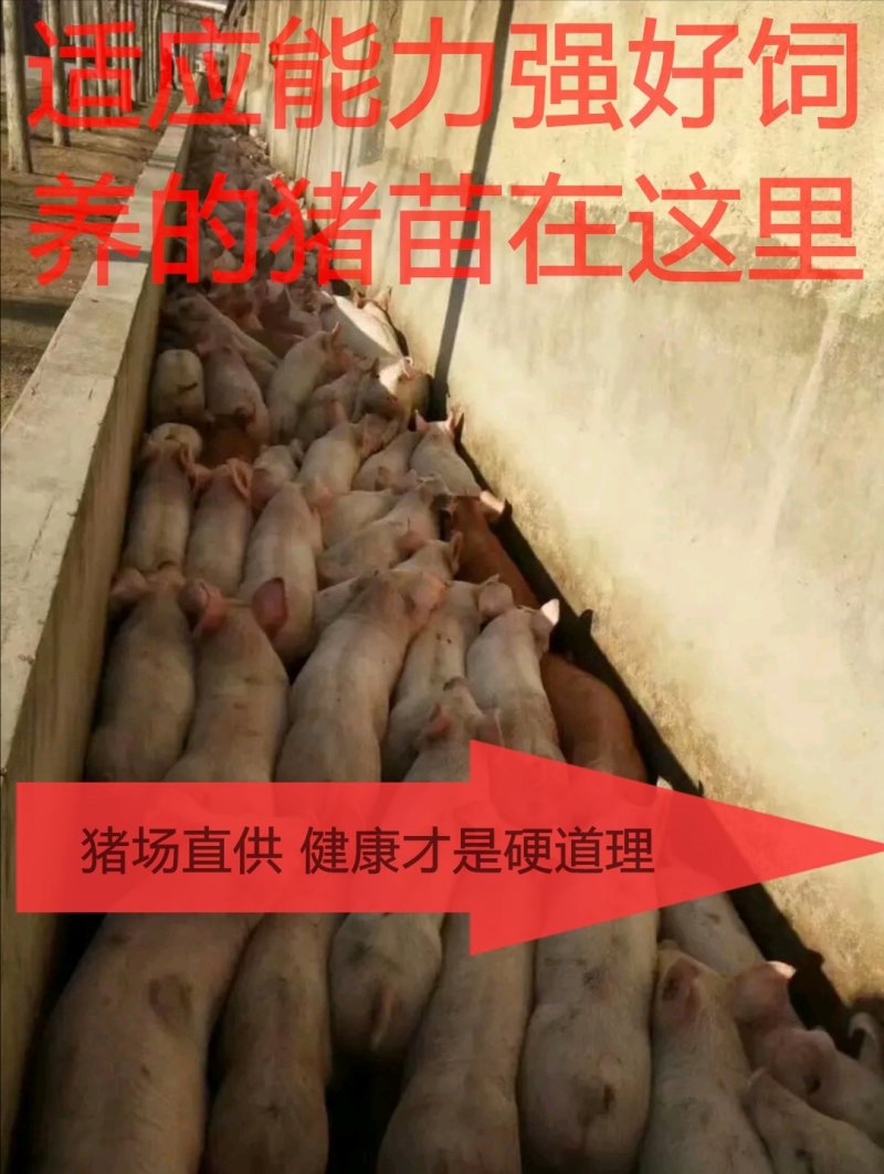 【福建三元猪仔健康】防疫规范品质纯正代办运输检疫