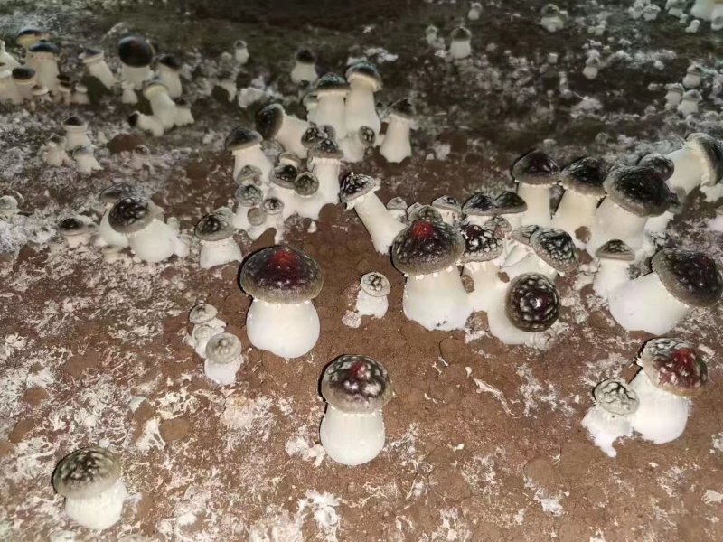 大球盖菇赤松茸菌种母种原种栽培种常年供应