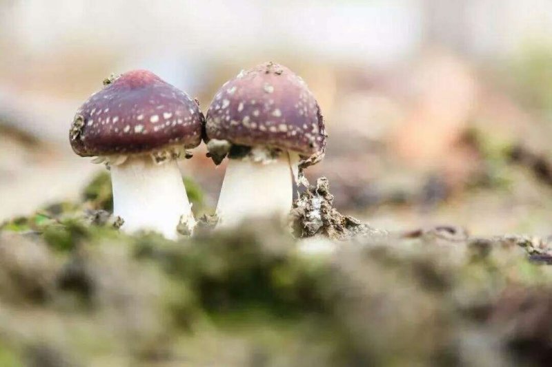 大球盖菇赤松茸菌种母种原种栽培种常年供应