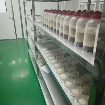 大球盖菇赤松茸菌种母种原种栽培种常年供应