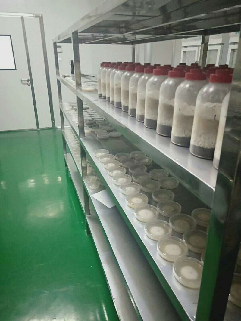 大球盖菇赤松茸菌种母种原种栽培种常年供应