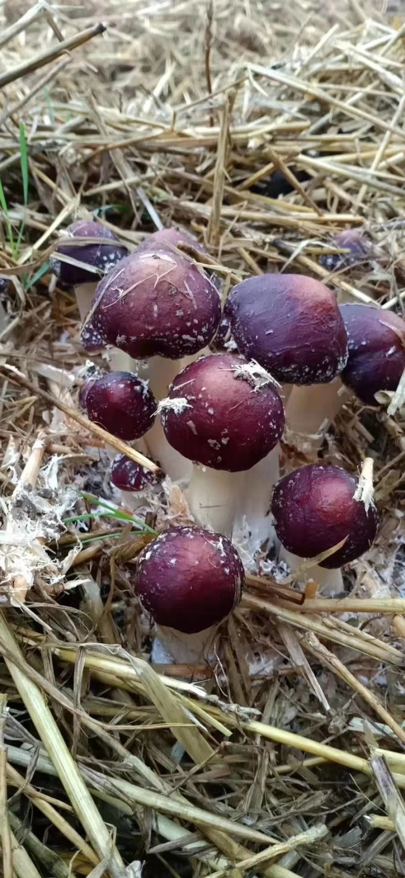 大球盖菇赤松茸菌种母种原种栽培种常年供应