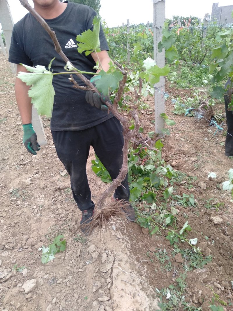 《热卖》河北精品占地葡萄树基地直发对接全国提供技术指导