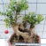 小叶红芽赤楠盆景树桩熟桩赤兰红杨老桩阳台绿植盆栽植物室内