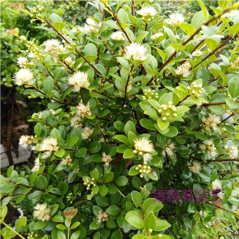 小叶红芽赤楠盆景树桩熟桩赤兰红杨老桩阳台绿植盆栽植物室内