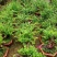 小叶红芽赤楠盆景树桩熟桩赤兰红杨老桩阳台绿植盆栽植物室内