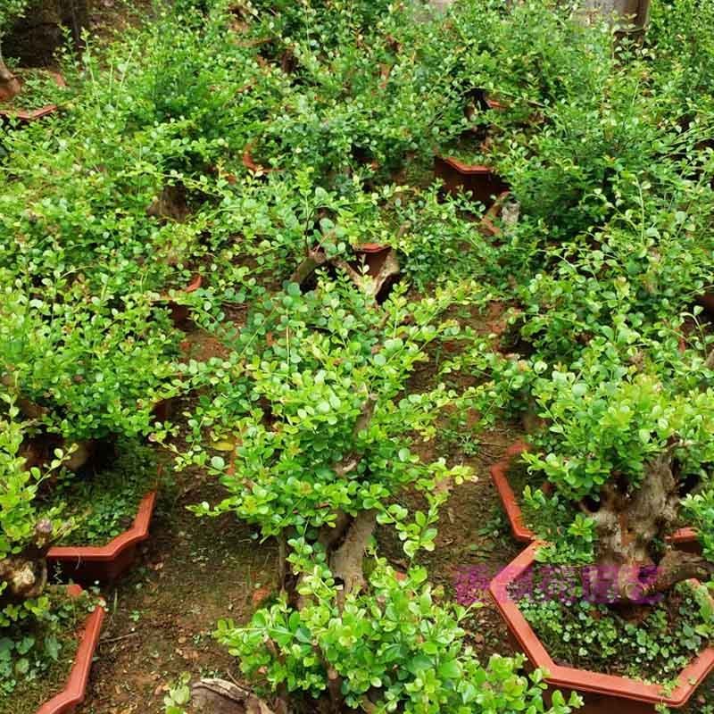 小叶红芽赤楠盆景树桩熟桩赤兰红杨老桩阳台绿植盆栽植物室内