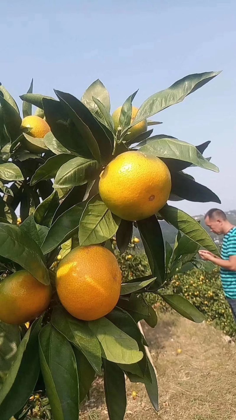 精品湖北蜜橘柑桔特早蜜橘皮薄肉厚诚信供应蜜橘