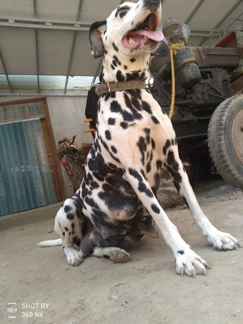 斑点狗，又名大麦盯犬，也有人叫花单，温顺！