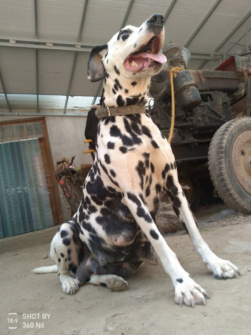 斑点狗，又名大麦盯犬，宠物狗，温顺，外观美！